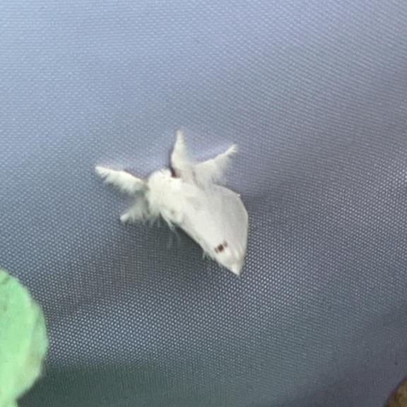 moth