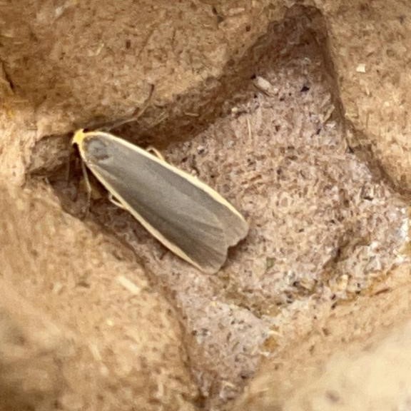 moth