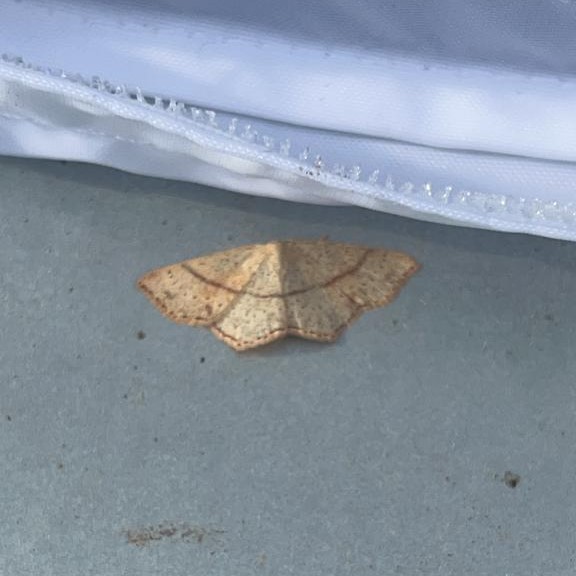 moth