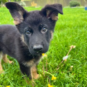 Saxon Joins The Team! 🐾