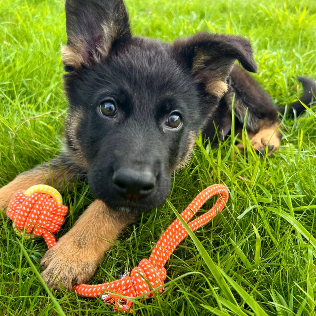 Saxon Taking A Play Break