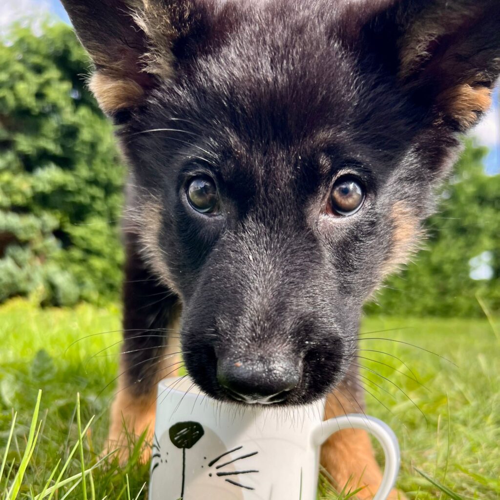 Saxon Taking A Tea Break