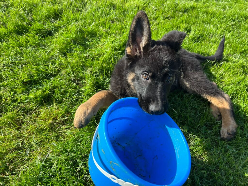Saxon Carrying A Blue Bucket