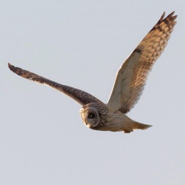The new, easy way to enjoy our birdlife at Cocklebury Farm!