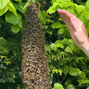 A Bee Movie