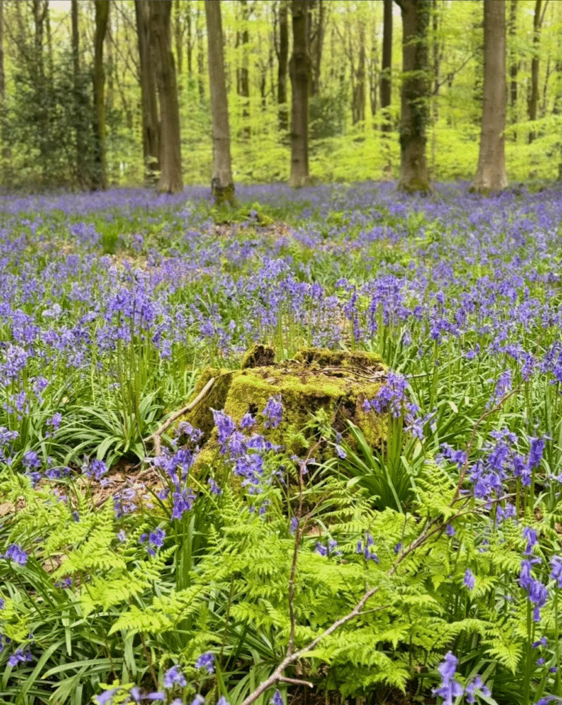 Bluebells in West Woods