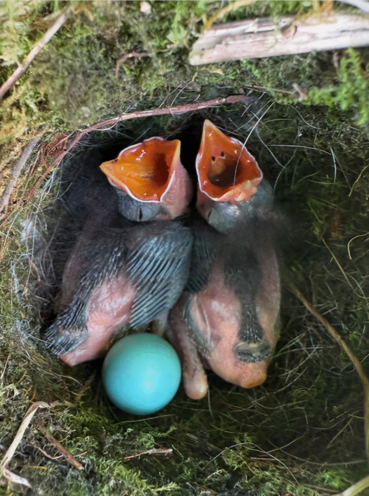 Two chicks in a nest next to an unhatched blue egg