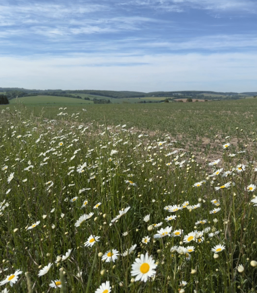 Wild daisy patch with a far reaching view across the landscape