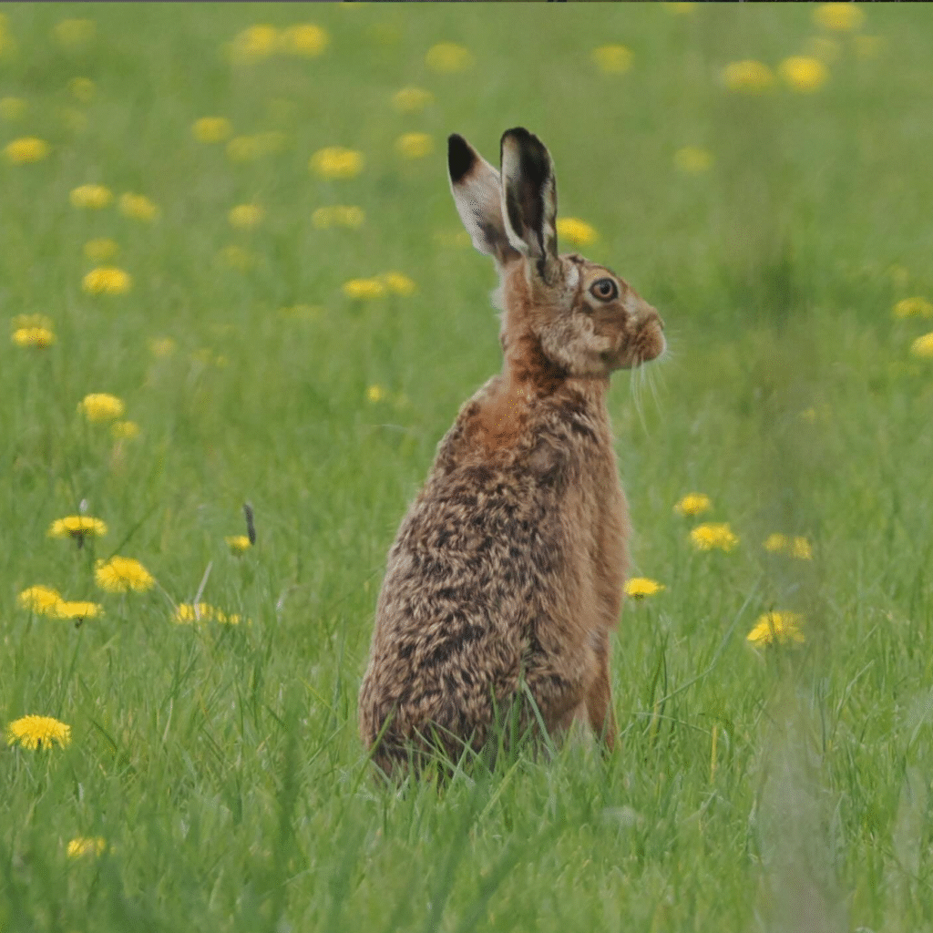 A hare in a field full of dandelions