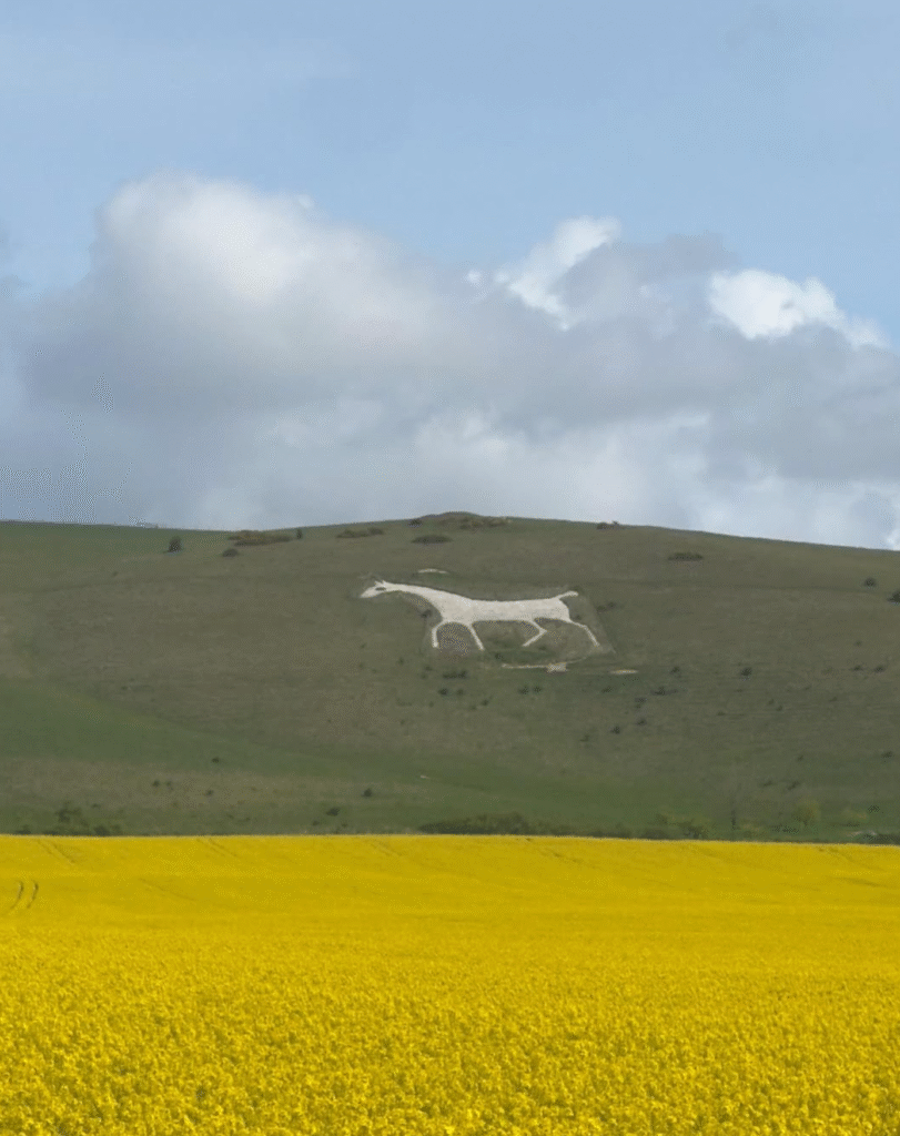 Chalk white horse behind a yellow field