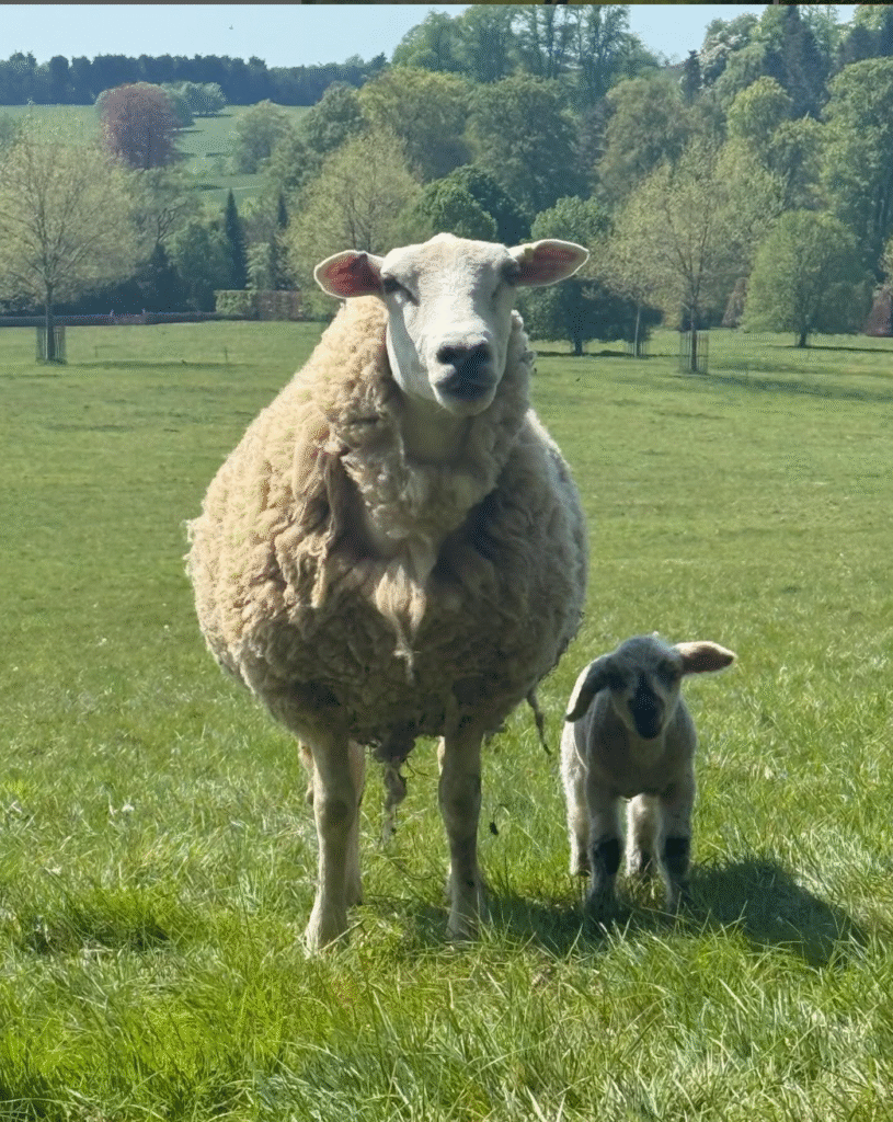 A Spring lamb stood with its mother