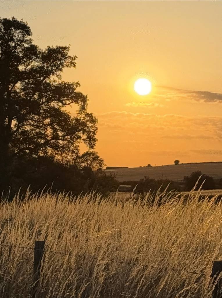 Golden hour at Cocklebury, Sun low in the sky casting a golden flow over the field
