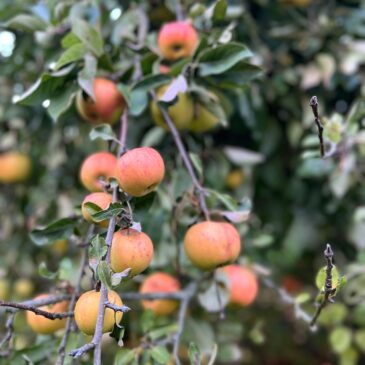 Autumn In The Orchard 🍎🍐
